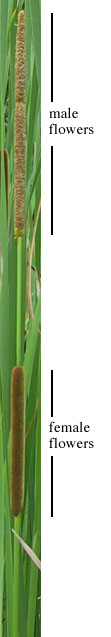 Typha angustifolia L.