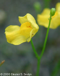 Utricularia gibba L.