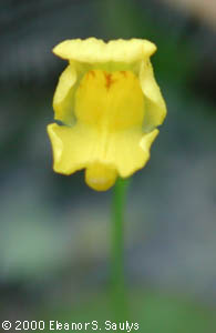 Utricularia gibba L.