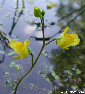 Utricularia macrorhiza Le Conte