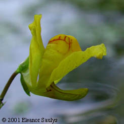 Utricularia macrorhiza Le Conte