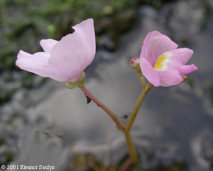Utricularia purpurea Walt.