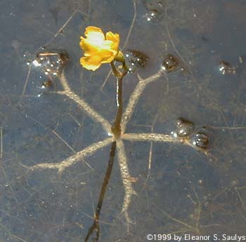 Utricularia radiata Small