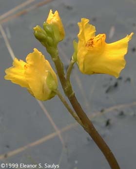 Utricularia radiata Small