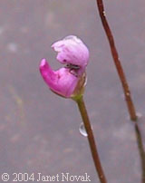 Utricularia resupinata B.D. Greene ex Bigelow