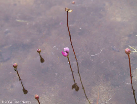 Utricularia resupinata B.D. Greene ex Bigelow