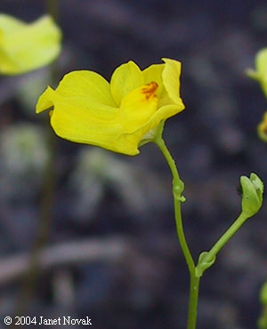 Utricularia striata Le Conte ex Torrey
