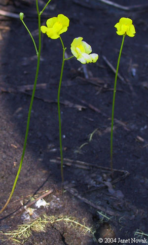 Utricularia striata Le Conte ex Torrey