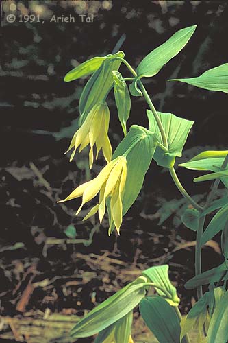 Uvularia grandiflora Sm.