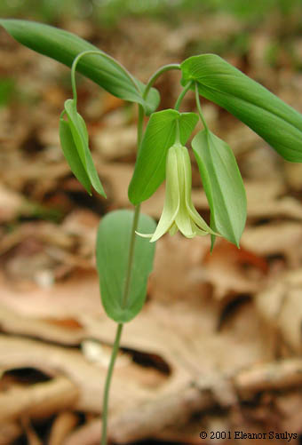 Uvularia perfoliata L.