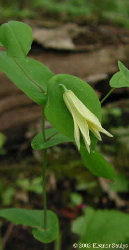 Uvularia perfoliata L.