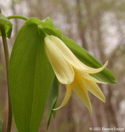 Uvularia perfoliata L.