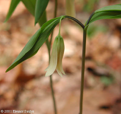 Uvularia sessilifolia L.