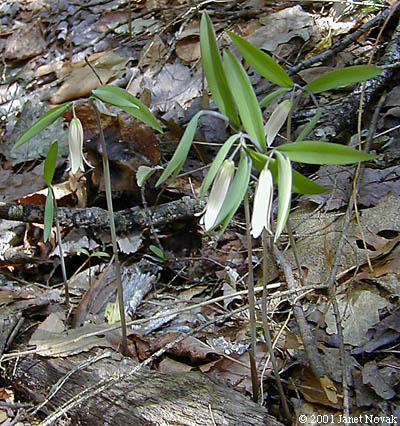 Uvularia sessilifolia L.