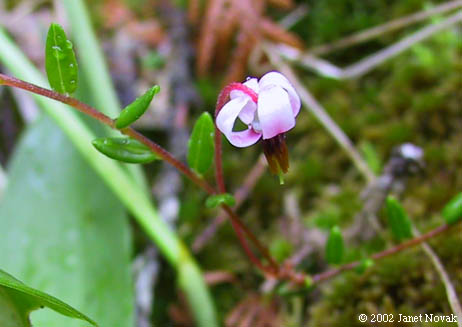 Vaccinium oxycoccos L.