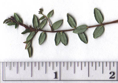 Vaccinium oxycoccos L.