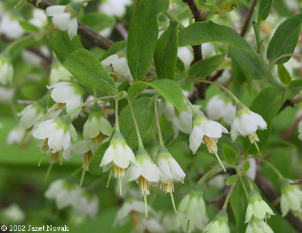 Vaccinium stamineum L.