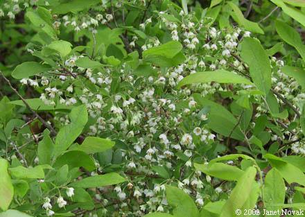 Vaccinium stamineum L.