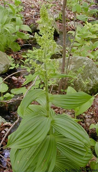 Veratrum viride Ait.