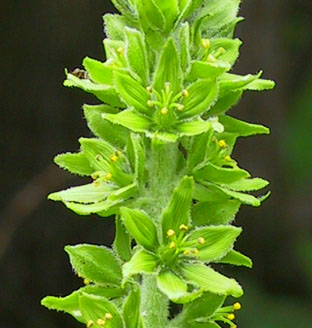 Veratrum viride Ait.