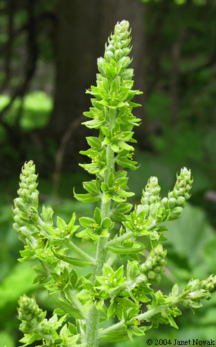 Veratrum viride Ait.
