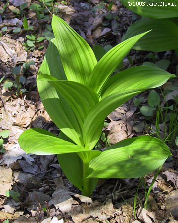 Veratrum viride Ait.
