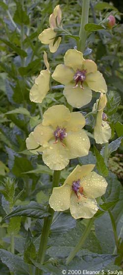 Verbascum blattaria L.
