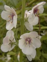 Verbascum blattaria L.