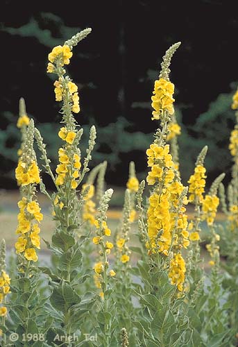 Verbascum thapsus L.