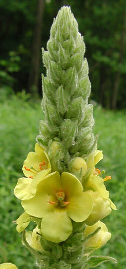 Verbascum thapsus L.