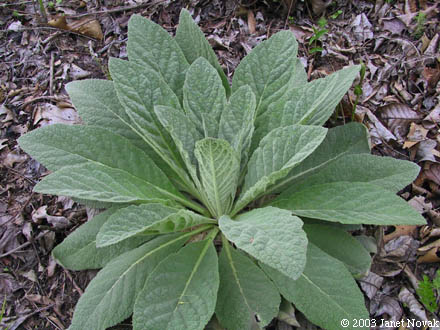 Verbascum thapsus L.