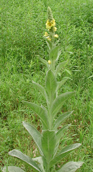 Verbascum thapsus L.