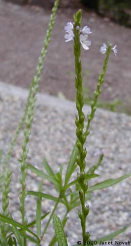 Verbena simplex Lehm.