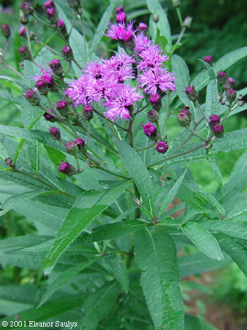 Vernonia noveboracensis (L.) Michx.