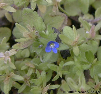 Veronica arvensis L.