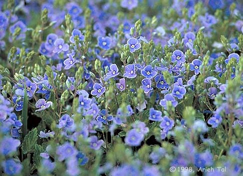 Veronica chamaedrys L.