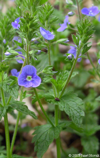 Veronica chamaedrys L.