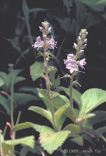 Veronica officinalis L.