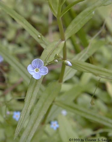 Veronica scutellata L.