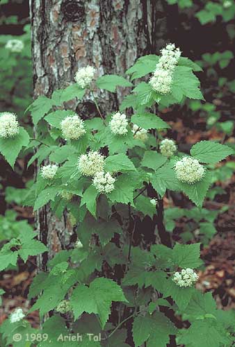 Viburnum acerifolium L.