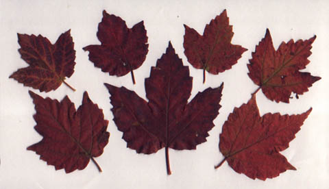 Viburnum acerifolium L.