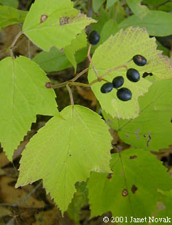 Viburnum acerifolium L.