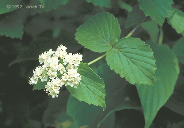 Viburnum dentatum L.