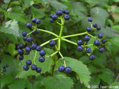 Viburnum dentatum L.