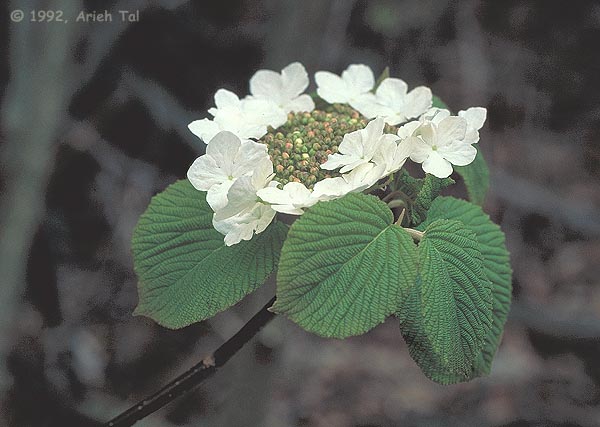 Viburnum lantanoides Michx.