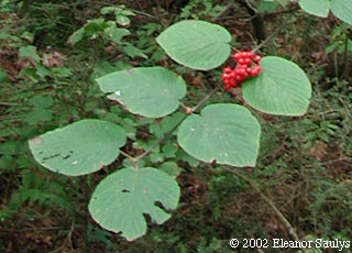 Viburnum lantanoides Michx.