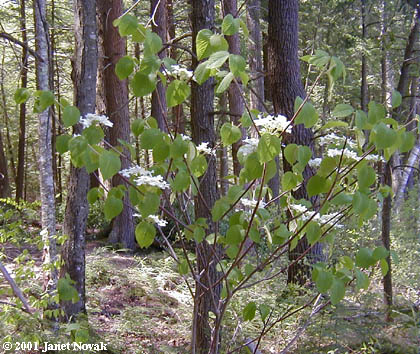 Viburnum lantanoides Michx.