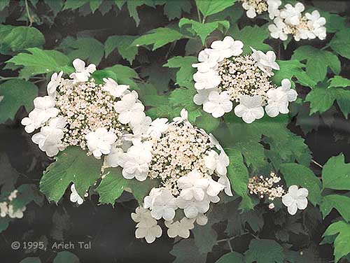Viburnum opulus L. var. americanum Ait.