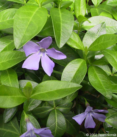 Vinca minor L.