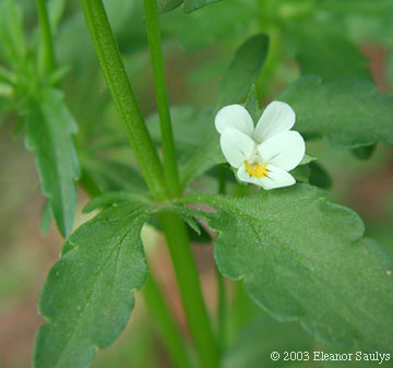Viola arvensis Murr.